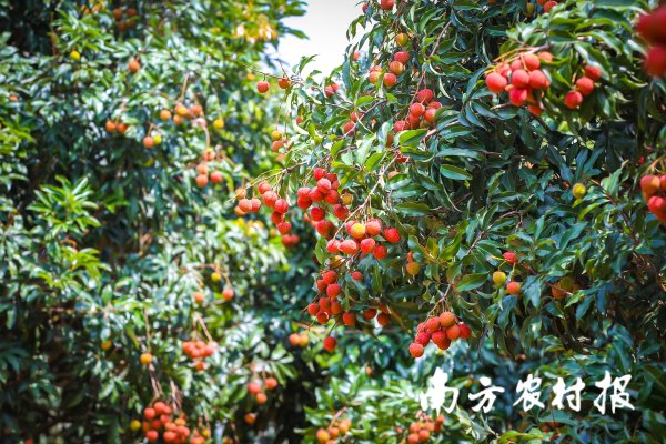 德宏信投 走！去遂溪乌塘采摘仙品荔